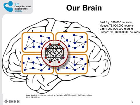 neuralnetworks brain